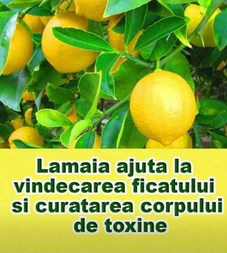 Lamaia protejeaza ficatul si curata corpul de toxine